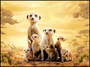 Timon La Mangouste La Famille Suricate The Meerkats Le Film Sur Les Traces De Kolo